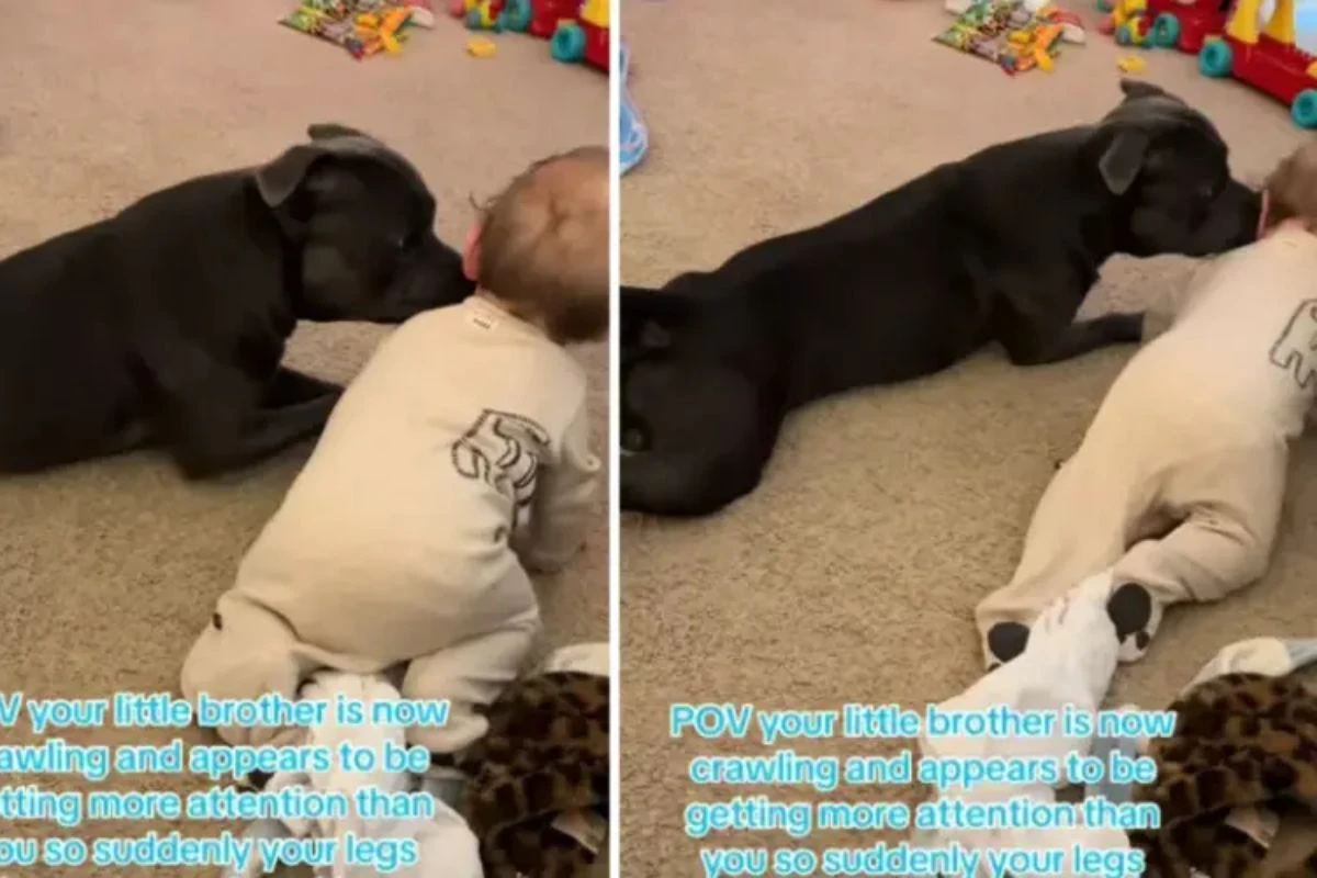 Cachorro conquista a web ao imitar o “irmãozinho humano” engatinhando