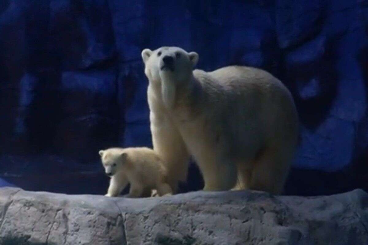 Vídeo: 1º urso polar nascido na América Latina é levado ao público