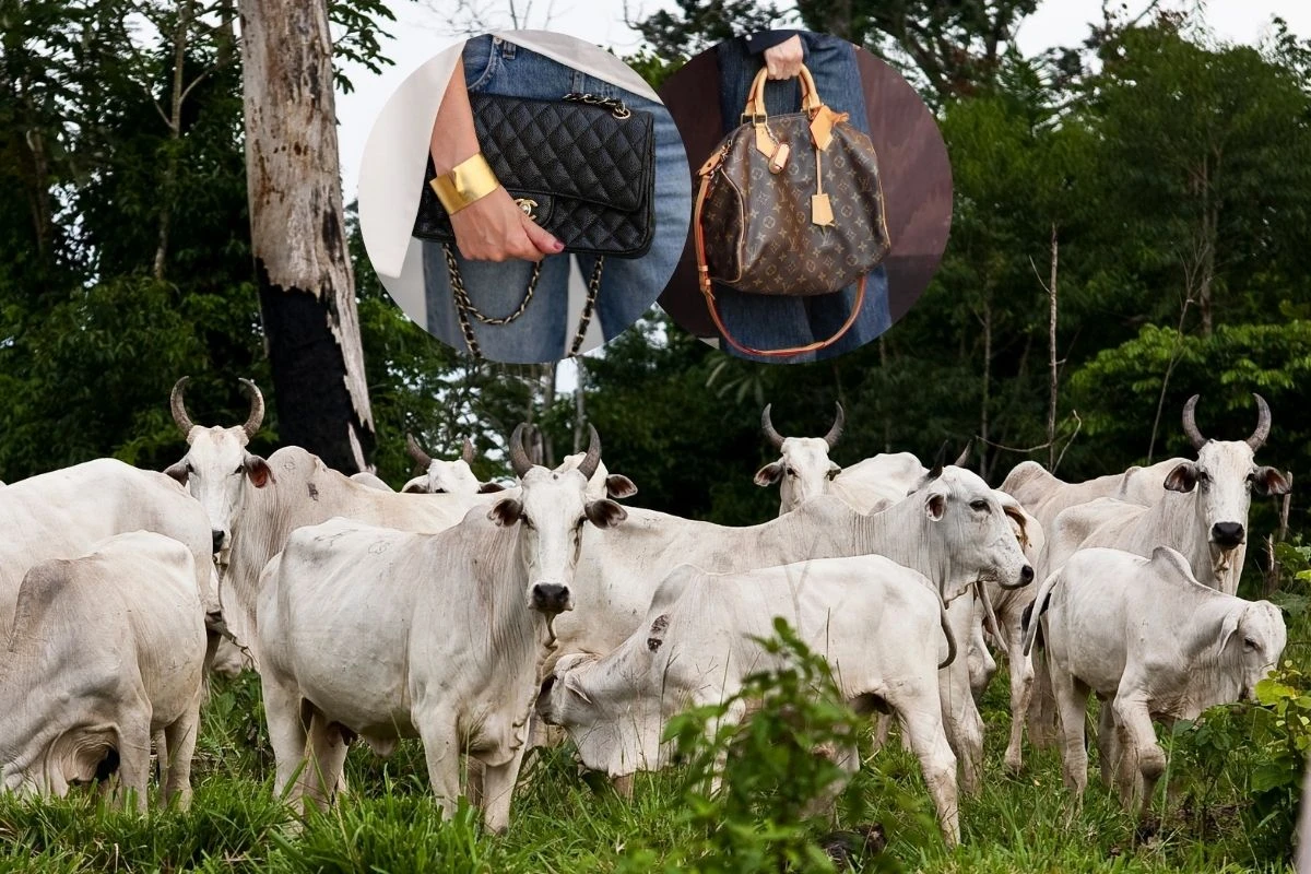 ONG acusa Chanel e Louis Vuitton de usarem couro ilegal da Amazônia