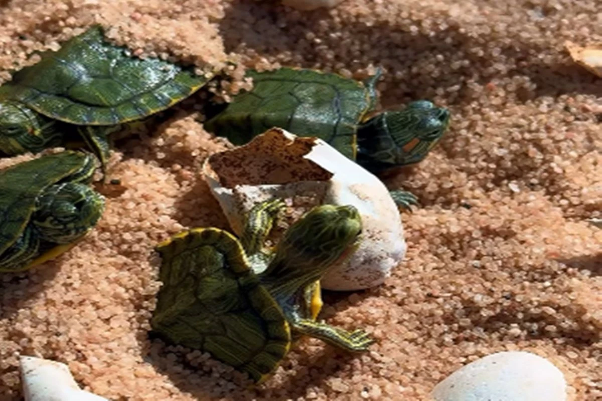 Vídeo: com 7g cada, filhotes de tartaruga nascem no Zoo de Brasília