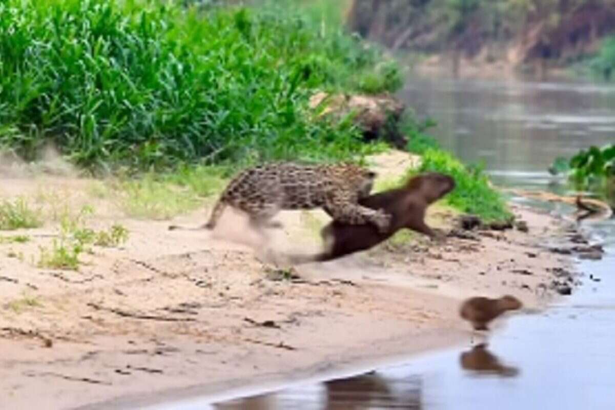 Capivara se sacrifica para salvar filhotes de ataque de onça-pintada