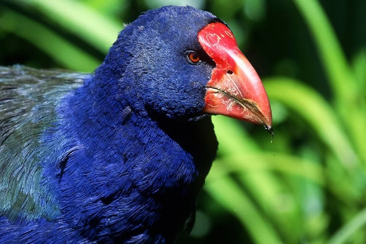 Conheça o takahē: a ave pré-histórica extinta que voltou a aparecer