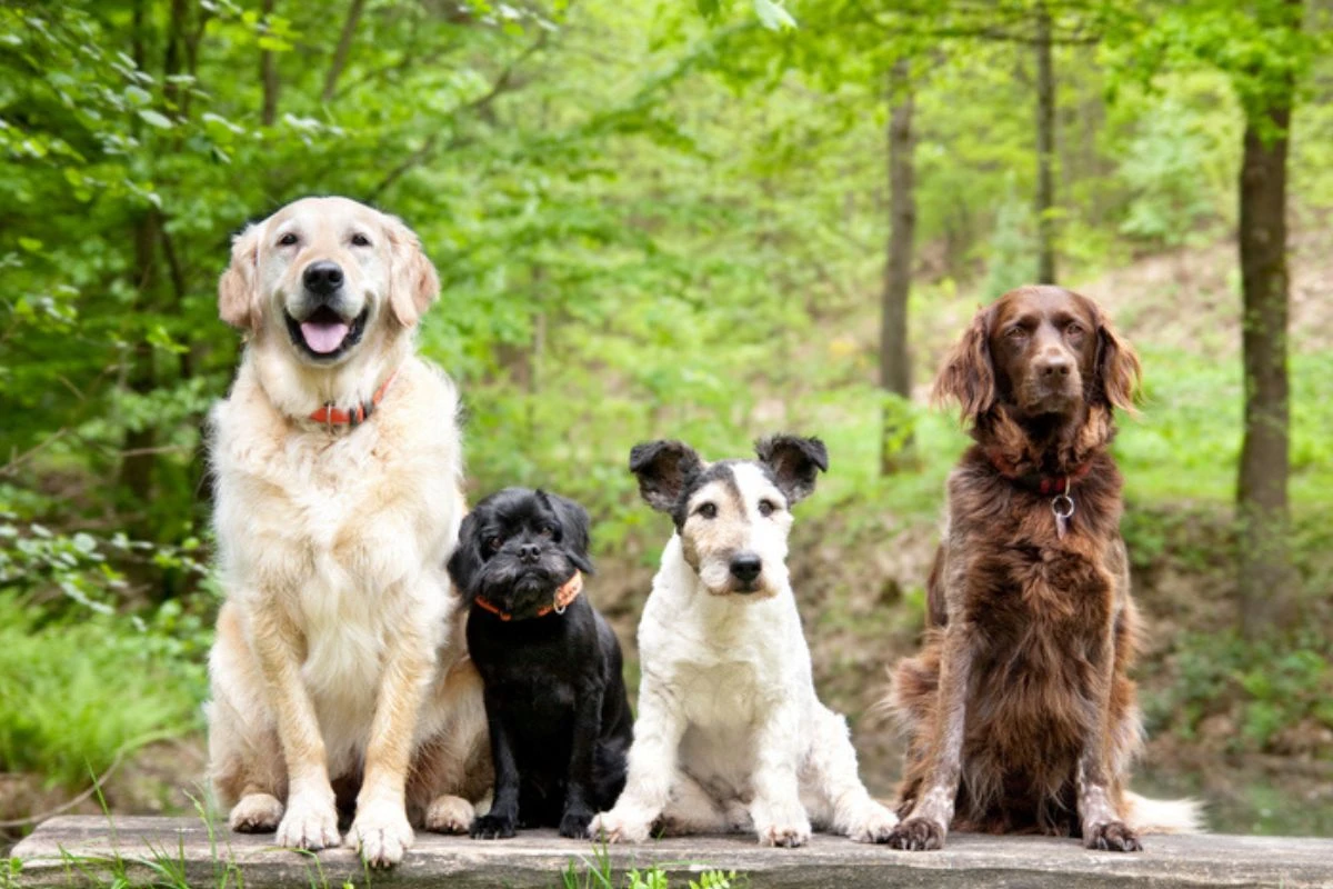 Em alta! Pesquisa revela os 10 nomes mais comuns entre os cachorros