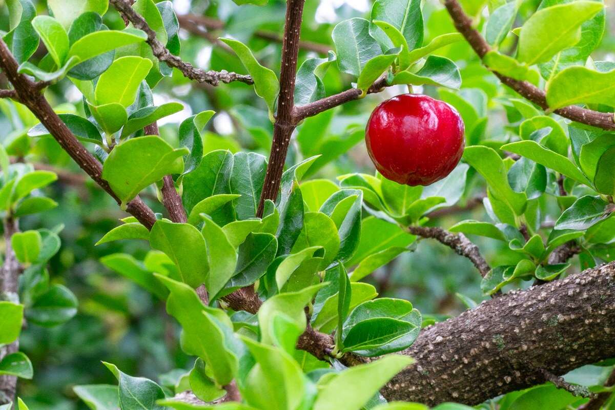 Conheça os benefícios do chá de folha de acerola e saiba como preparar