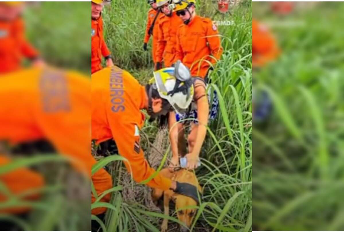 Vídeo: cadela é resgatada após cair e ficar presa em poço de 2 metros