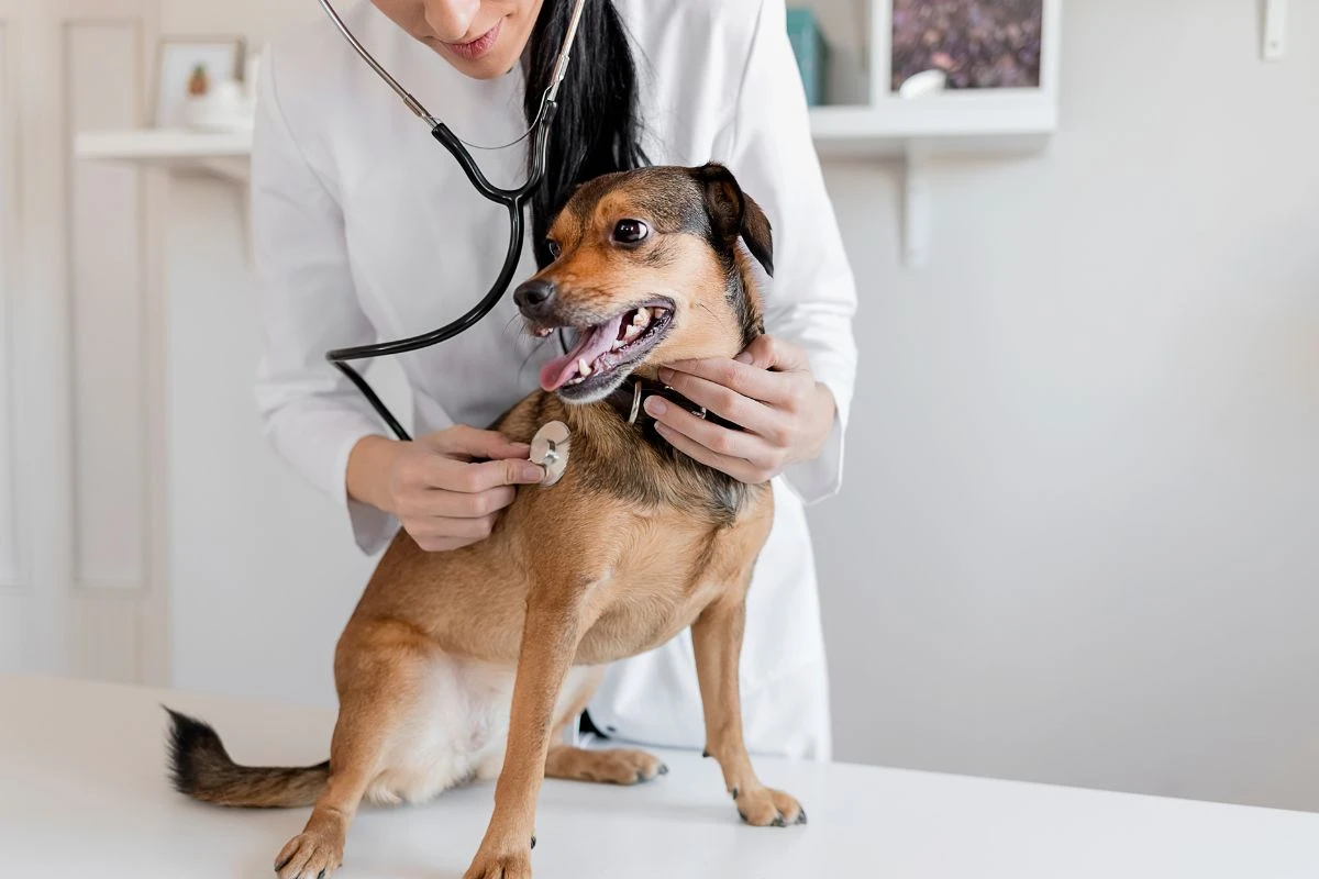 Doação de sangue pet? O seu bichinho pode ajudar cães e gatos no DF