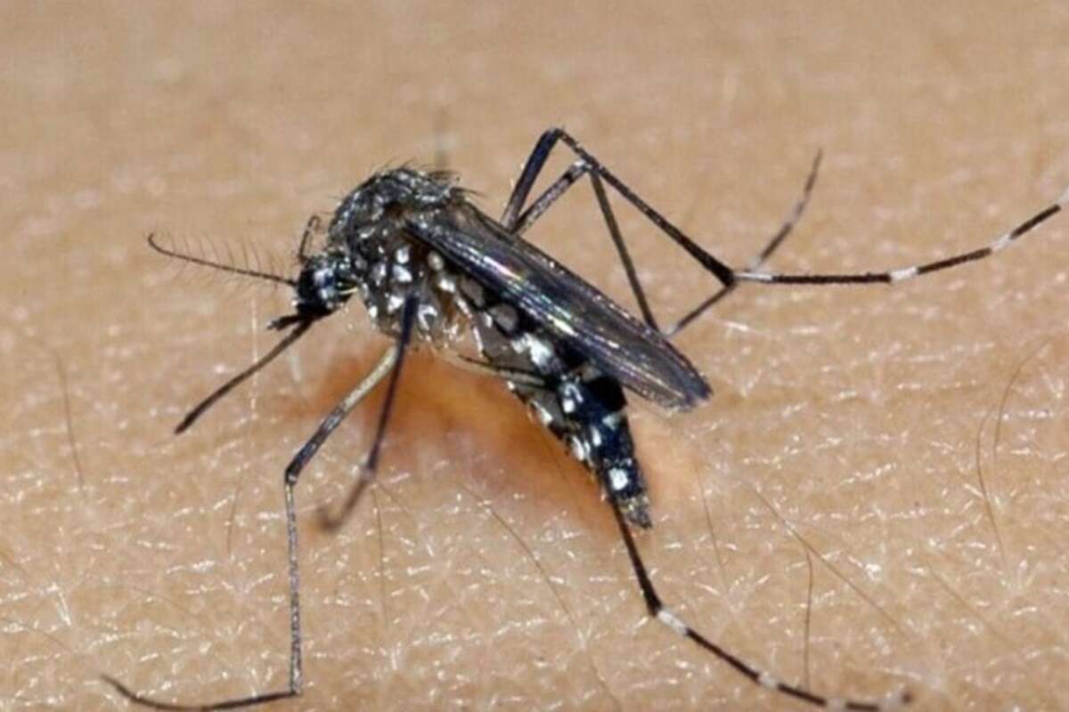 Em surto de chikungunya, cidade de SC registra 2º morte pela doença