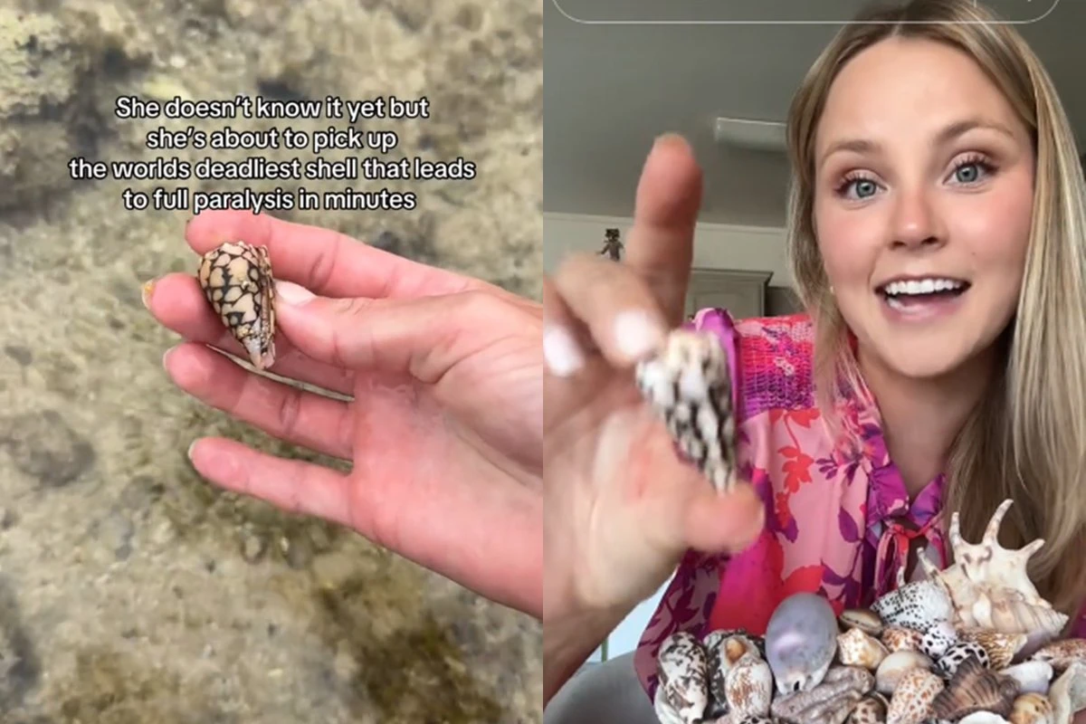 Tiktoker viraliza ao pegar concha com animal venenoso sem saber