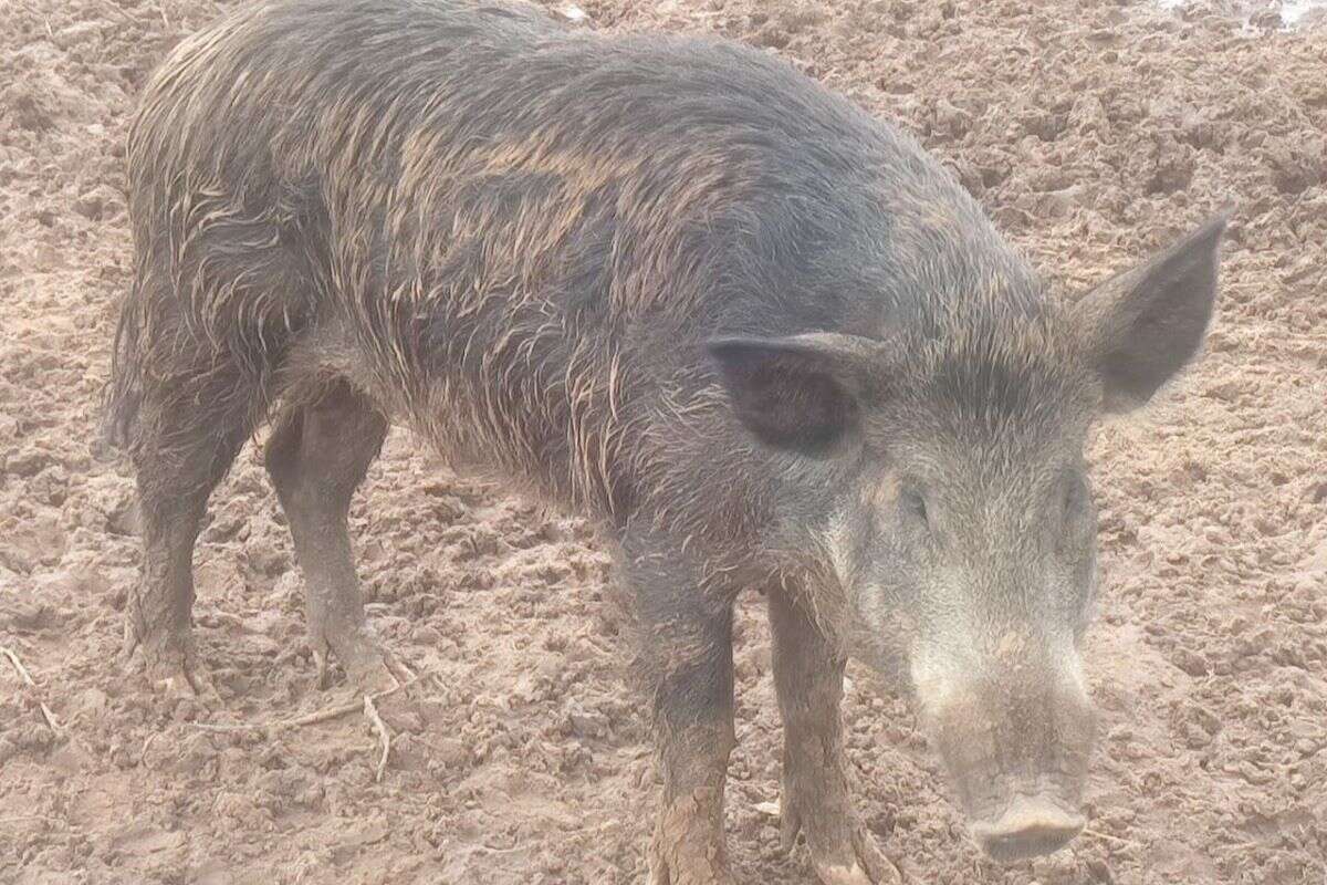 Javaporco: homem é autuado por manter animal híbrido em chácara