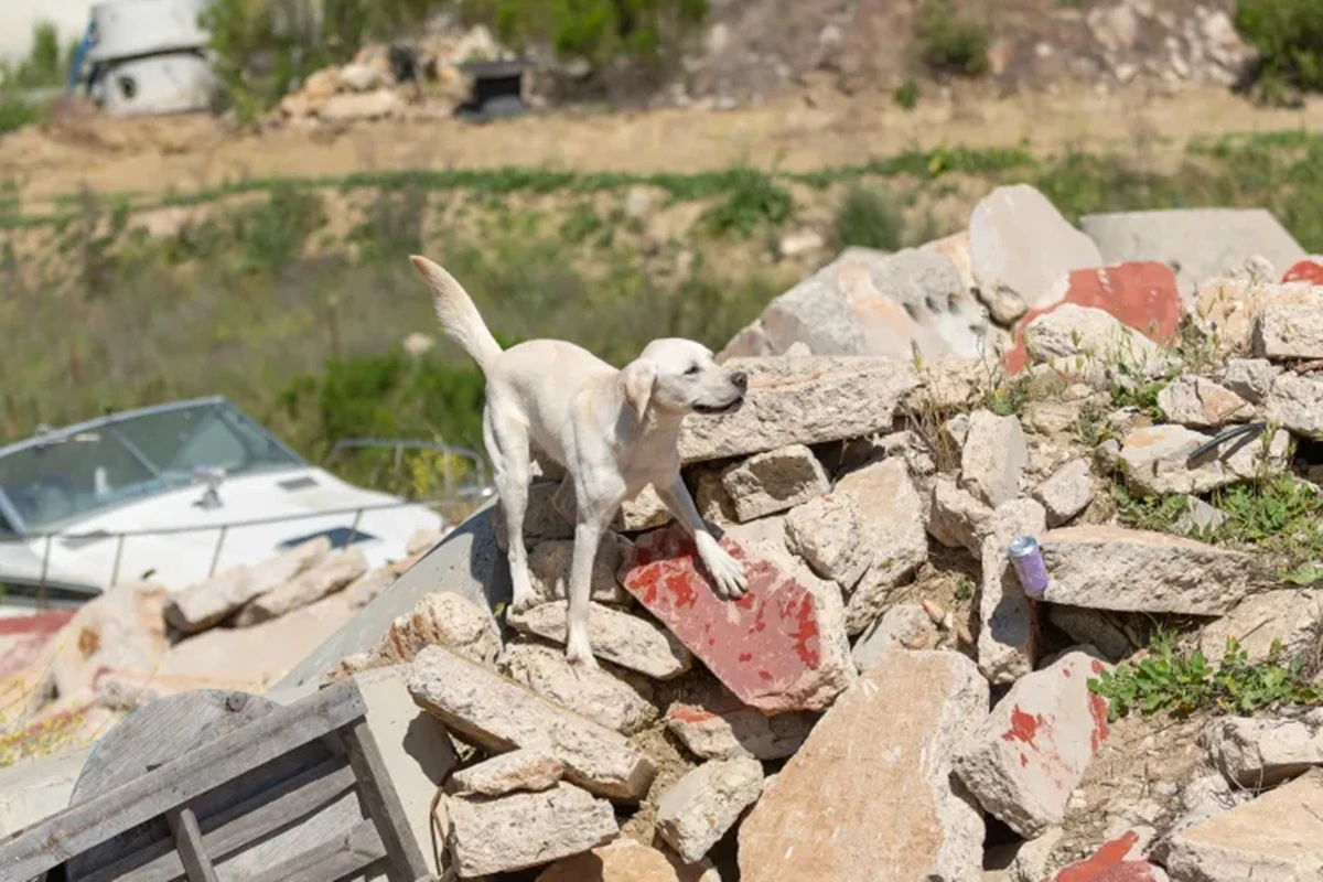 Conheça Cam, cachorro que saiu do abrigo para resgatar outras vidas