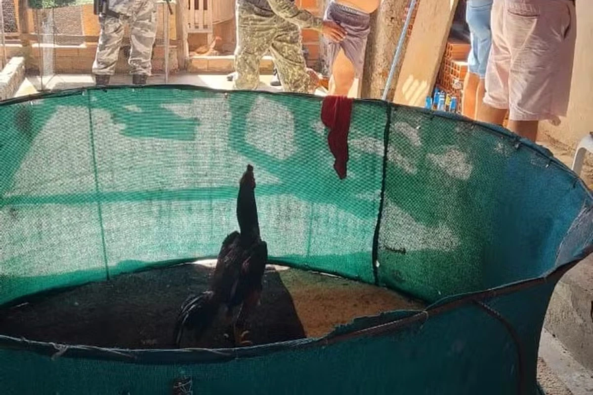 PI: rinha de galos clandestina termina com 4 presos e aves resgatadas