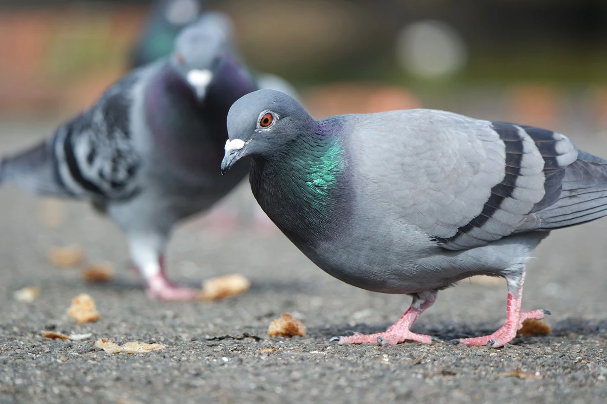 Ratos de asas? Entenda se a presença de pombos é sinal de sujeira