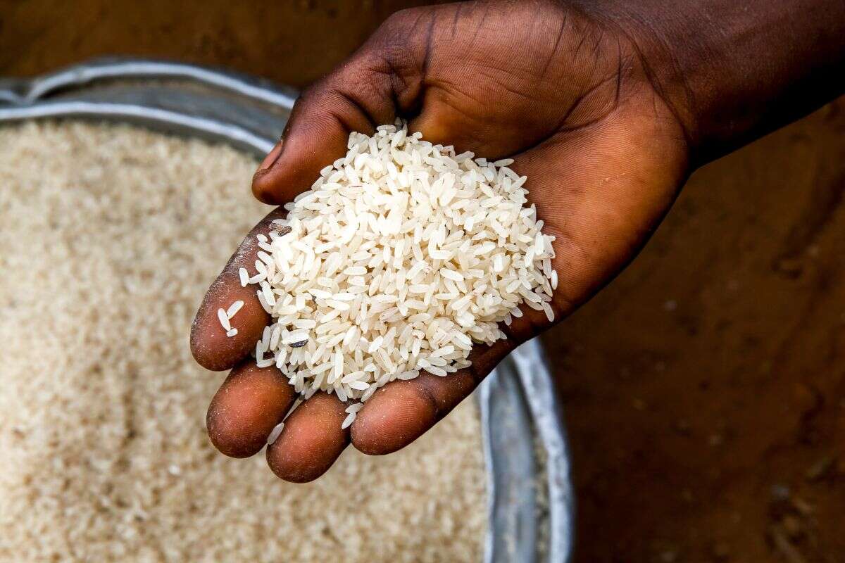 Saiba o que são os bichinhos que dão no arroz e como se livrar deles