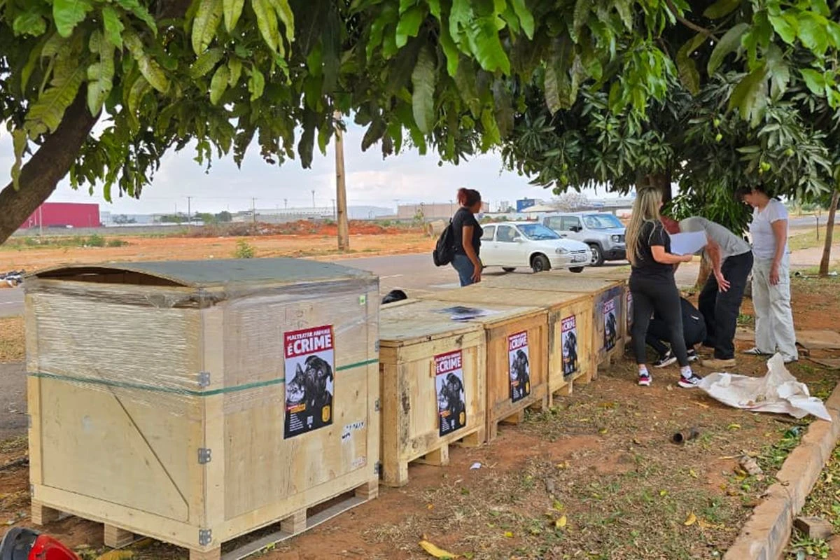 Animais em segurança: PCDF ergue casinhas para cães e gatos de rua