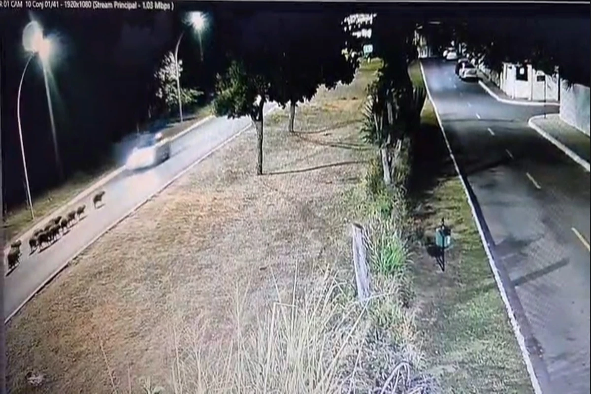 Vídeo mostra momento em que motorista atropela capivaras no Lago Sul
