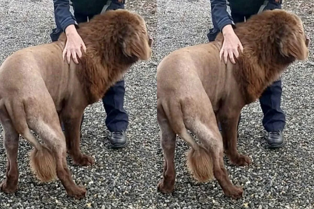 Leão na floresta? Polícia desvenda história de animal misterioso