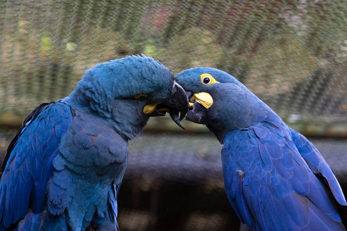 10 curiosidades incríveis sobre a arara-azul