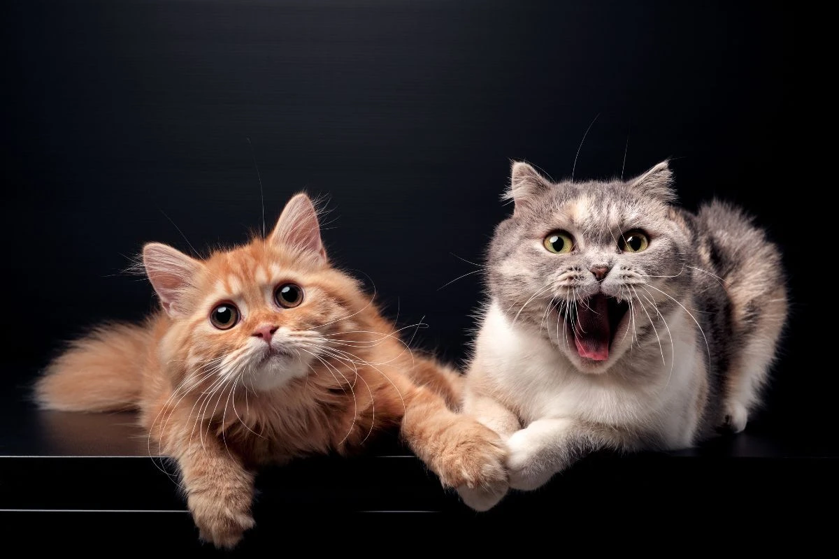 Cor da pelagem interfere na personalidade do gato? Expert esclarece