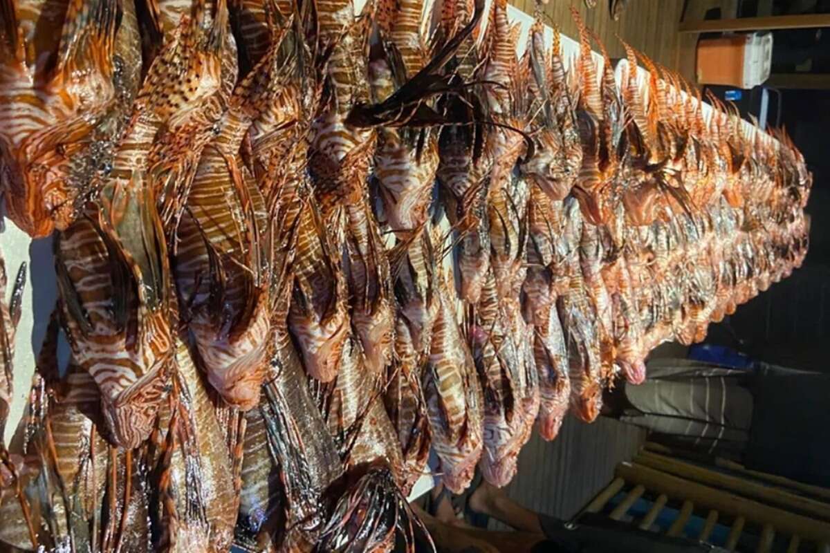 Sob ameaça, Noronha faz captura recorde de 140 peixes-leão