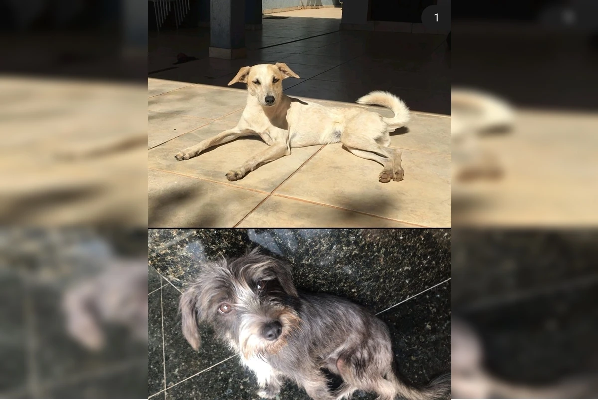 Homem abandona cadelas na rua e mente para a ex dizendo que doou pets