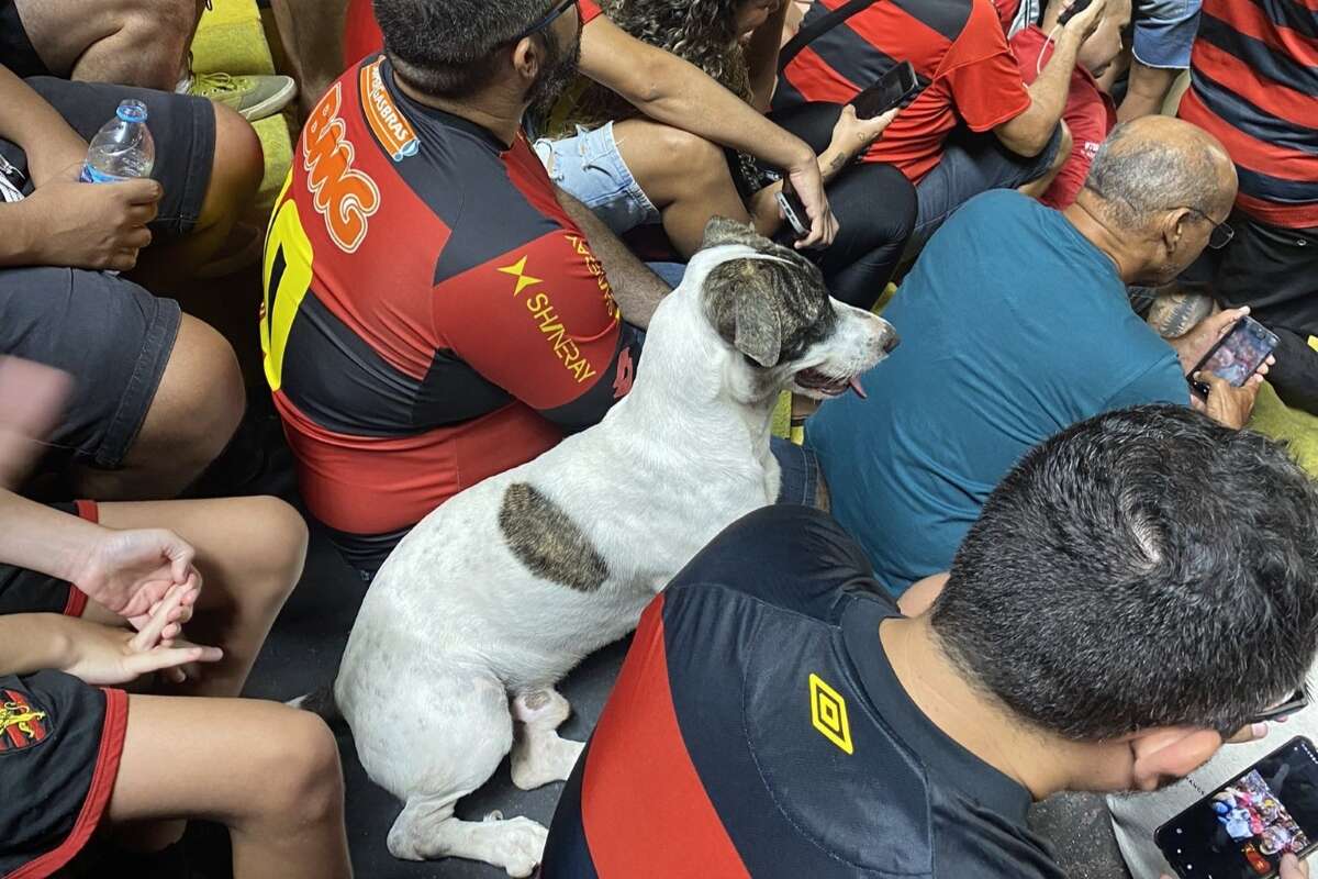 Vídeo: cachorro assiste jogo no meio da torcida do Sport