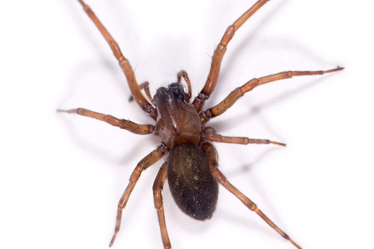 Aranha-marrom em casa? Biólogo dá dicas para manter esse perigo longe