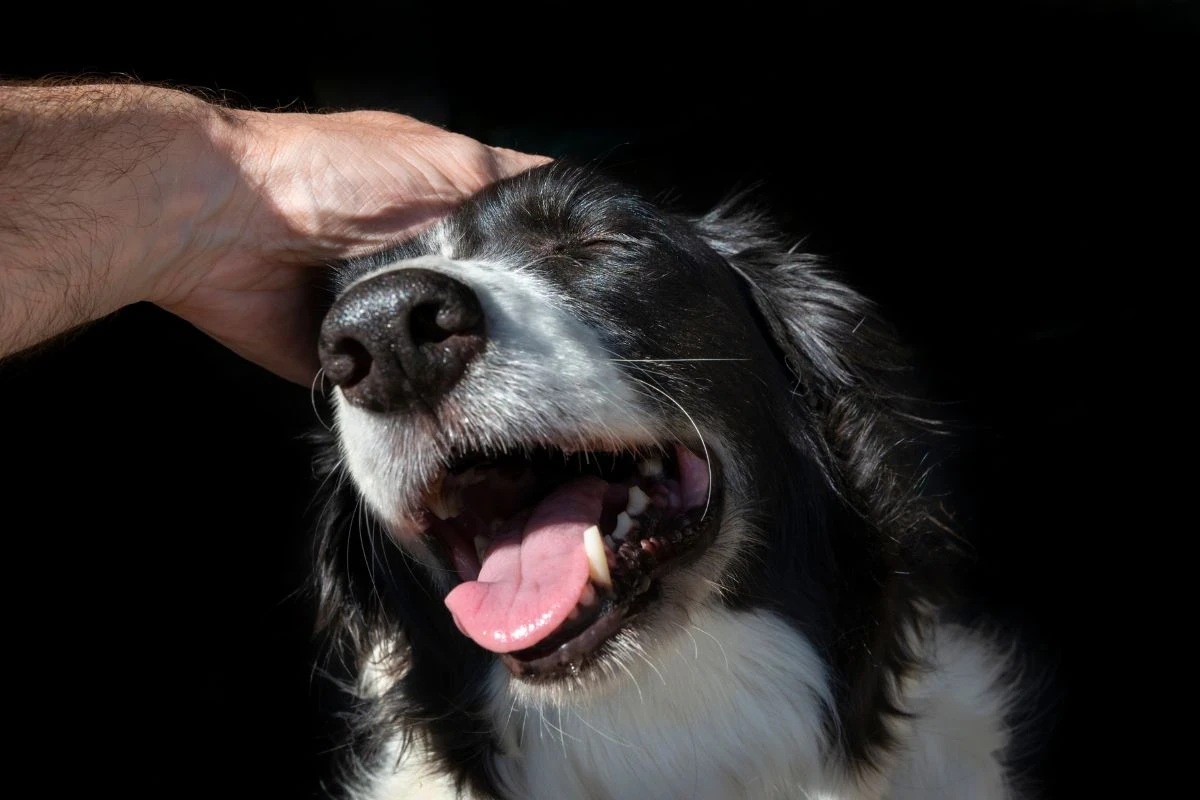 Mito ou verdade: cachorro pode ter um ataque cardíaco? Descubra!