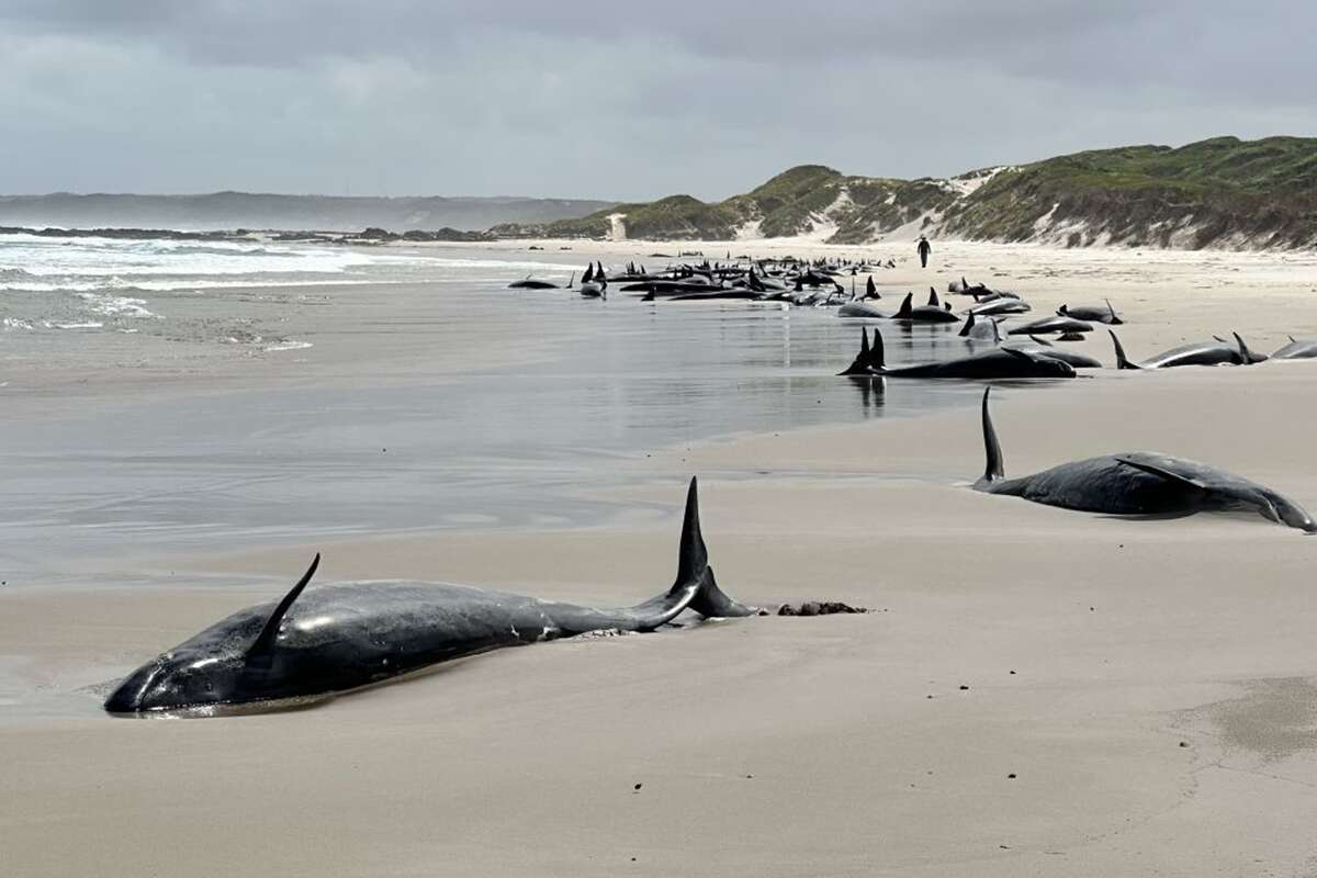 Entenda por que a Austrália está sacrificando 67 golfinhos encalhados