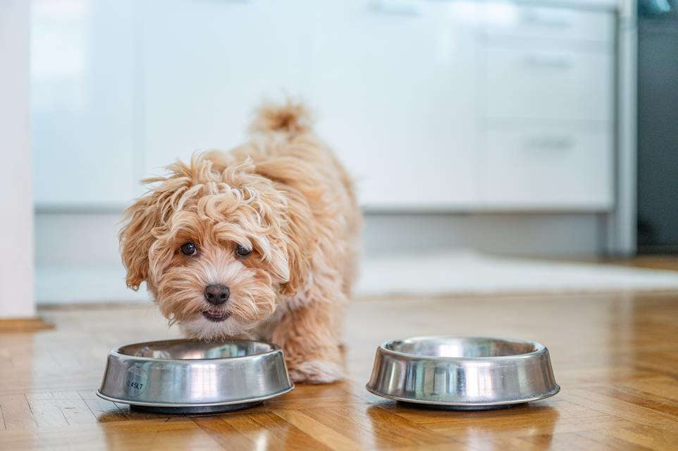 10 maneiras de economizar ao comprar ração para o seu cachorro