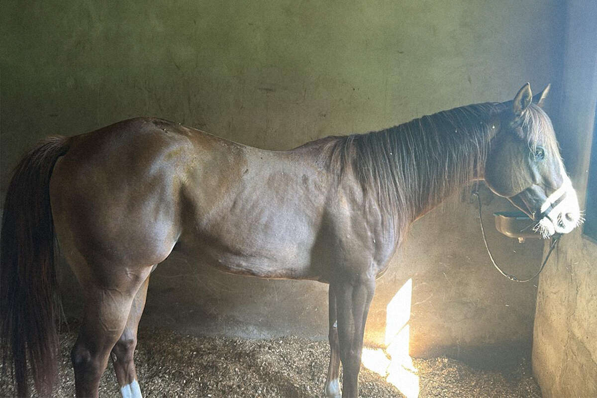 Vídeo: cavalos de R$ 3 milhões e Rolex. Conheça o haras do PCC