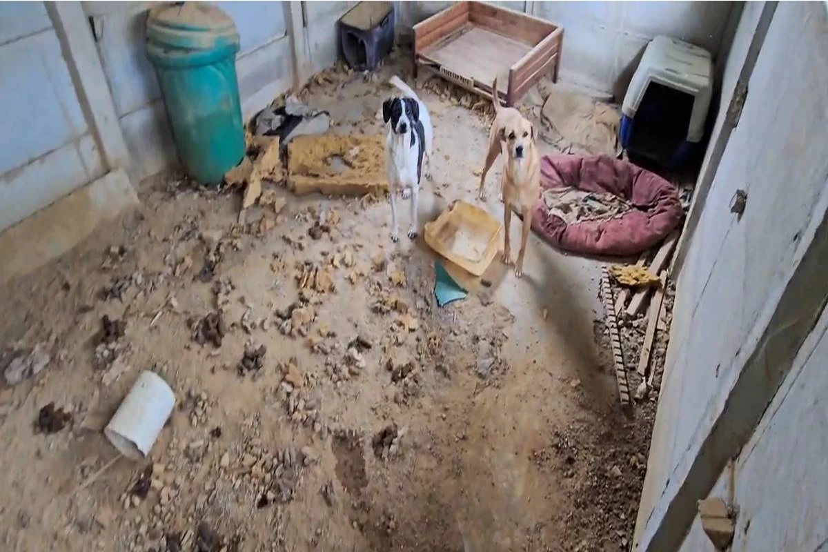 PCDF resgata 58 cães vítimas de maus-tratos em abrigo dos horrores