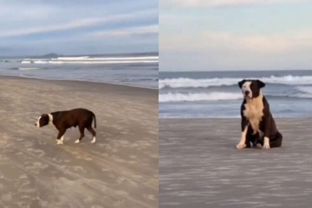 SC: pit-bull é abandonada e passa dias à espera do dono em praia