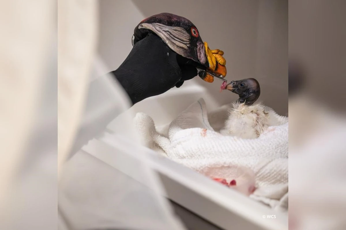 Zoológico usa fantoche de mão para alimentar filhote de urubu-rei raro