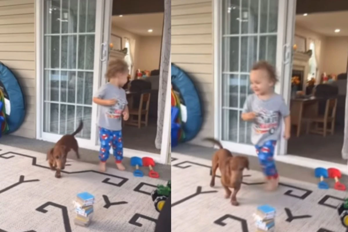 Vídeo: cão bola estratégia ousada e “furta” doce das mãos de criança