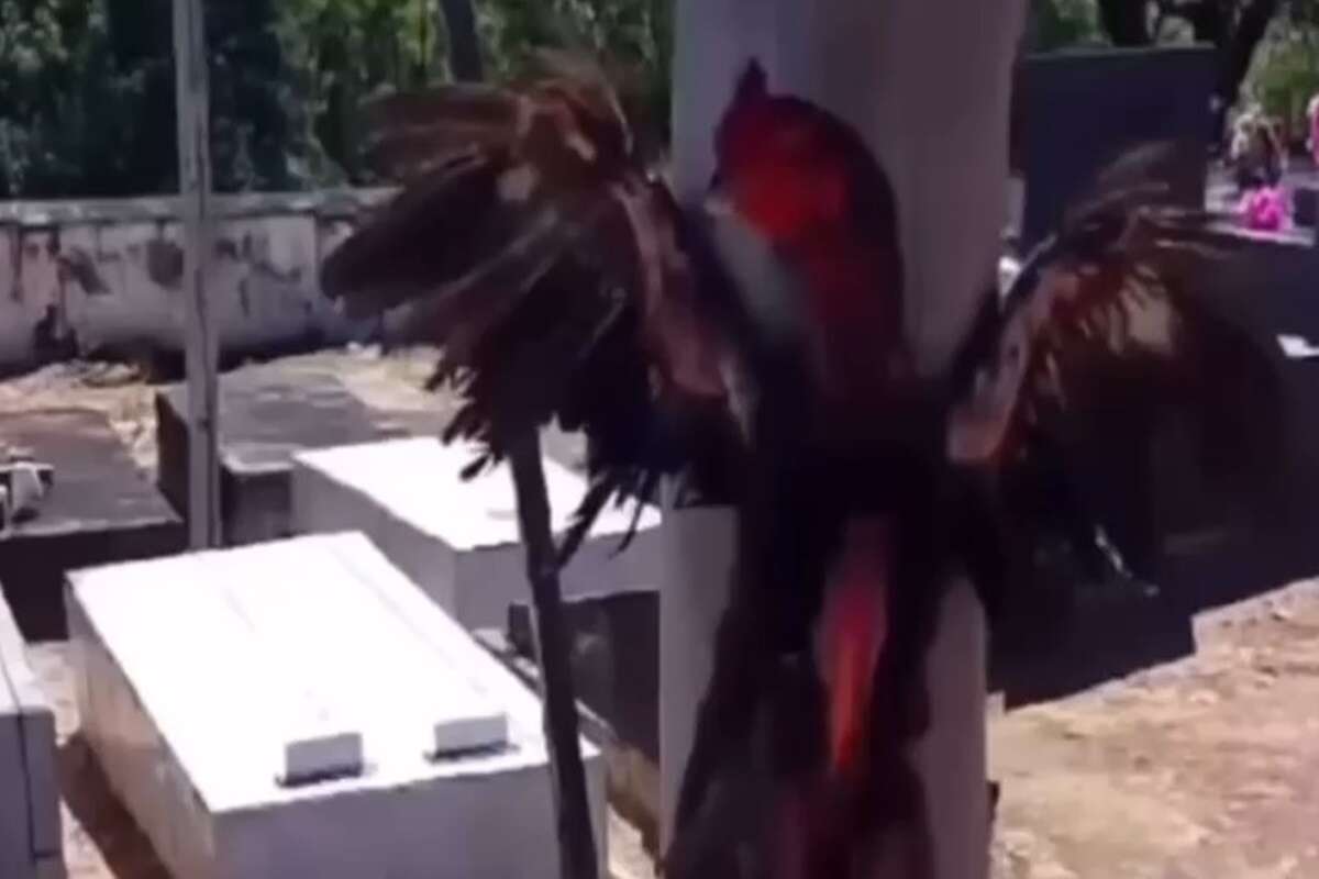 Vídeo: galo é crucificado vivo em poste de energia dentro de cemitério