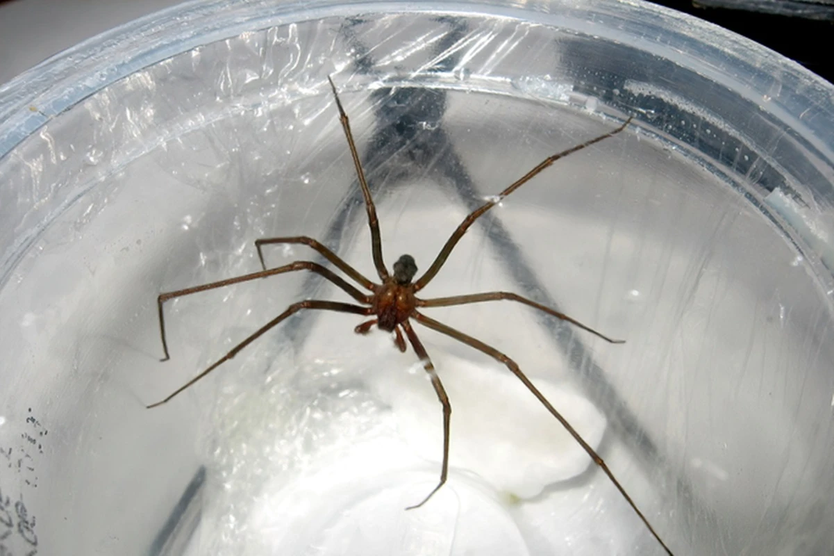 Aranha que causa necrose é comum em lares brasileiros