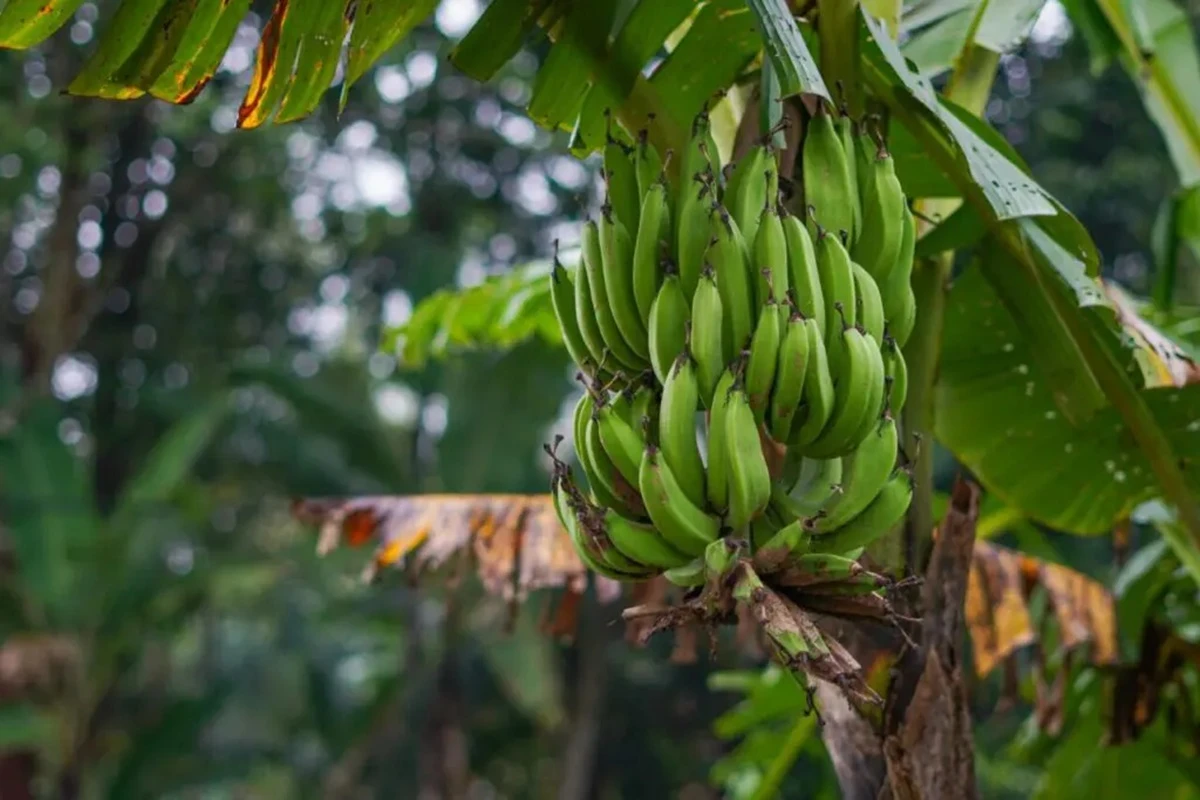 Veja 6 árvores frutíferas que você jamais deve ter no quintal ou pomar