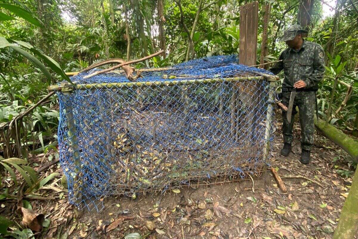 PM apreende armadilhas para caçar grandes animais em parque estadual