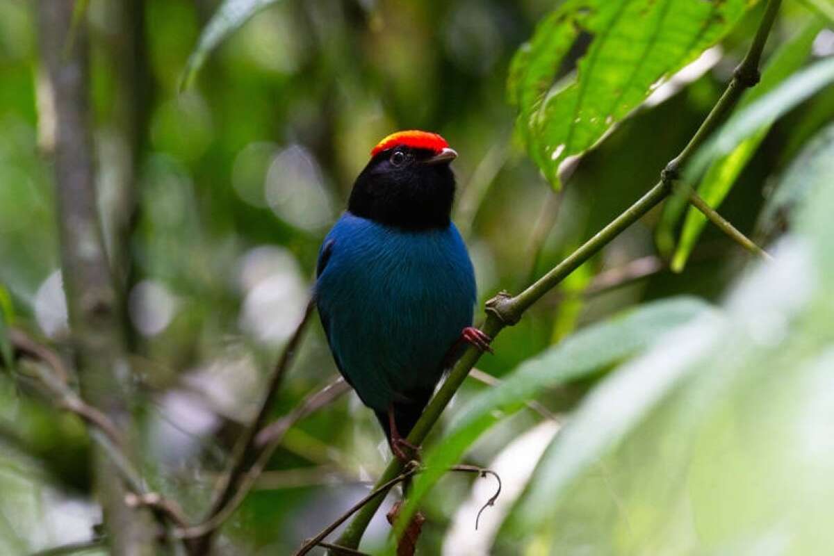 Fotos: veja espécies de aves mapeadas em novo estudo na Serra do Mar