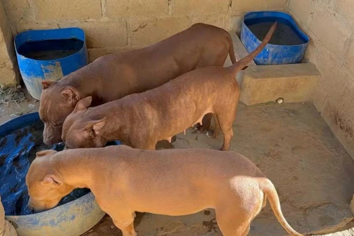 Pitbulls são recolhidos para canil da PM após ataques em Pernambuco