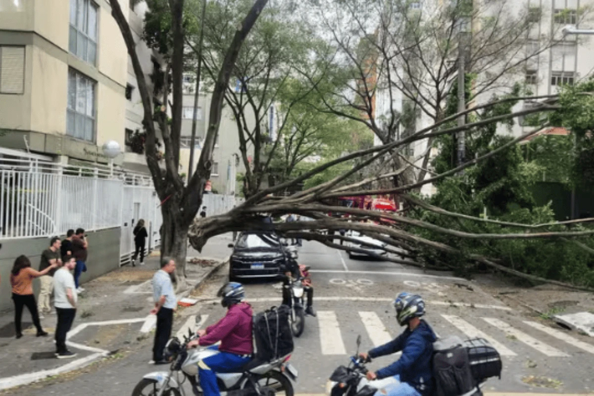 Após fortes rajadas de vento, árvores desabam em diversos pontos de SP