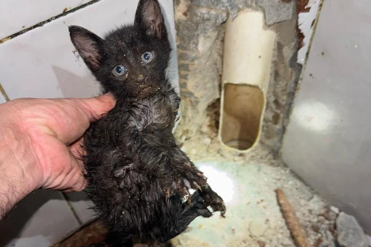 Bombeiros resgatam gatinho preso em cano de banheiro. Veja vídeo