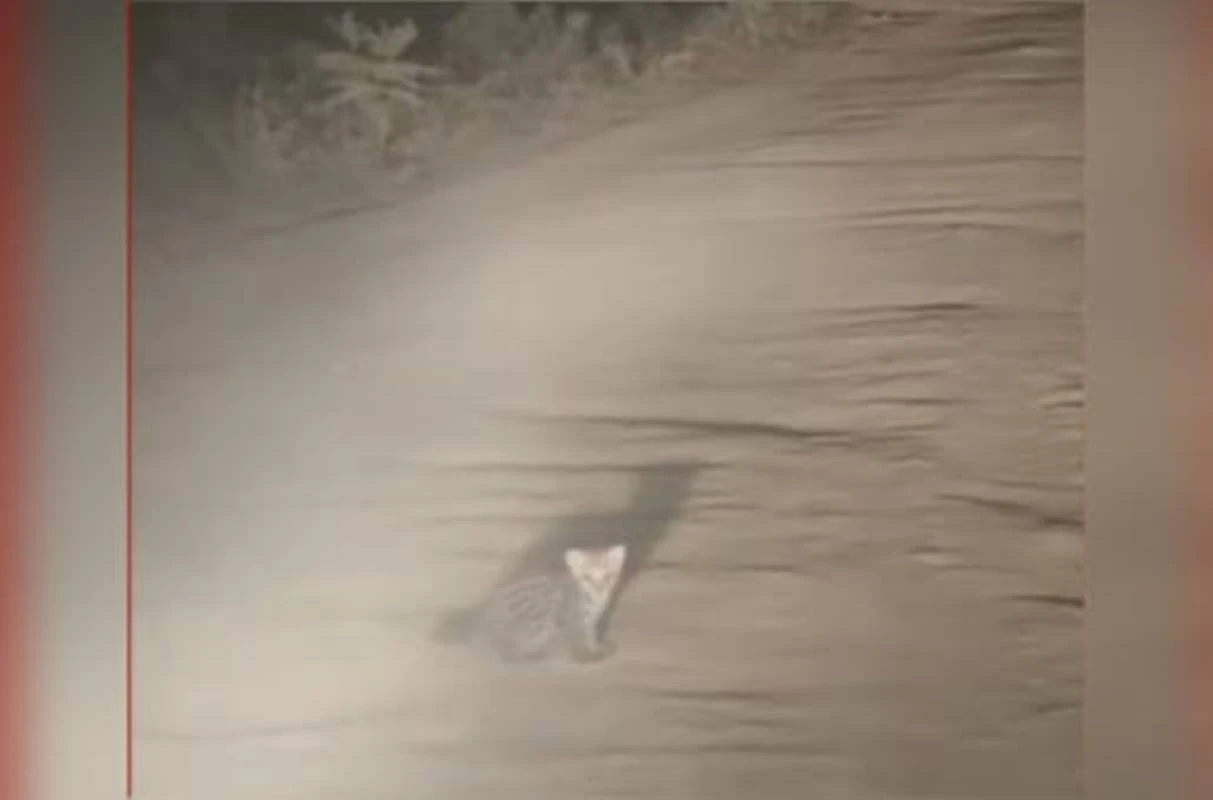 Bebê jaguatirica é visto perdido até chegada da mãe em estrada. Vídeo