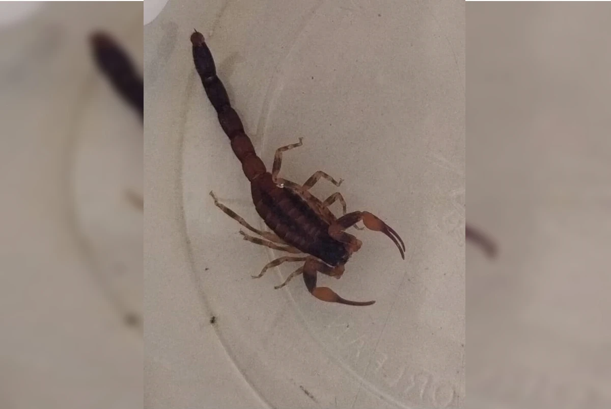 Distrito Federal registra em média 13 acidentes com escorpião por dia