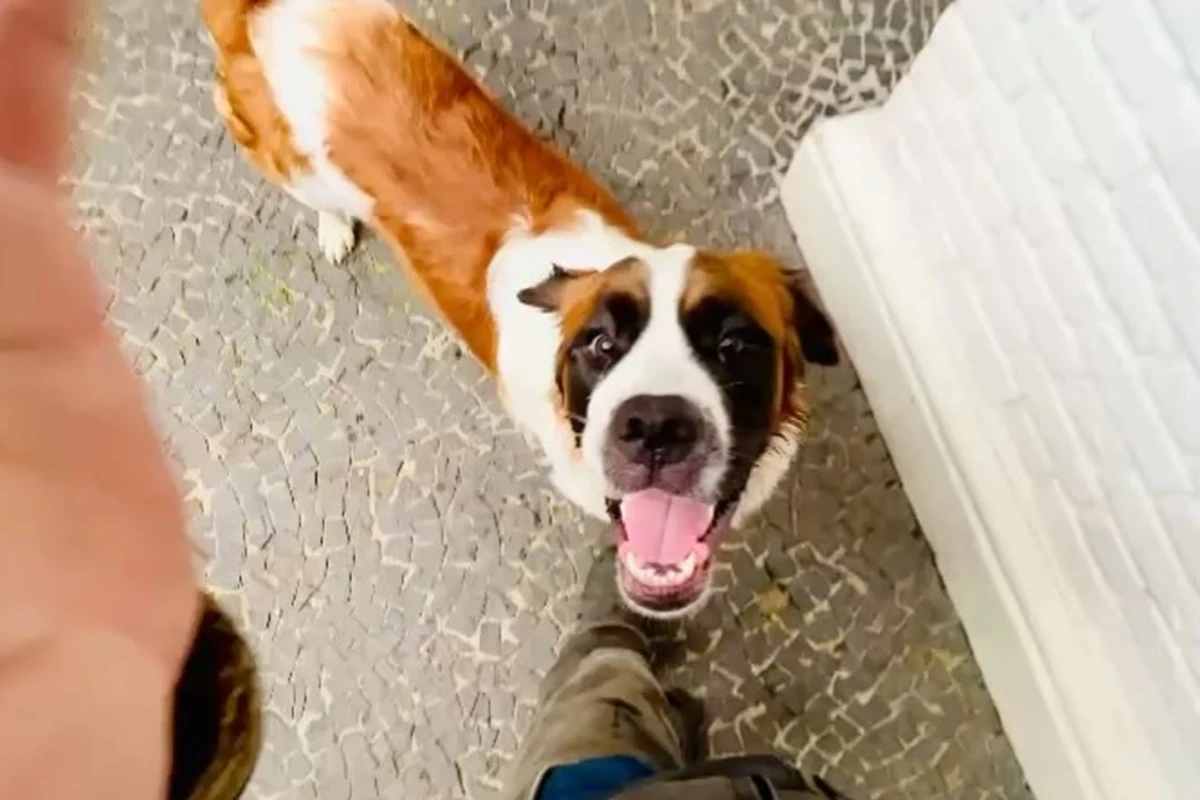 Entenda por que os cachorros cheiram as partes íntimas das pessoas