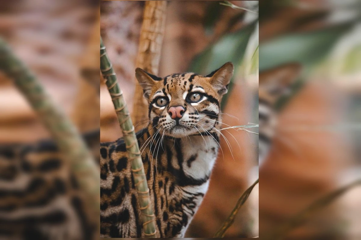 Conheça Fúria, jaguatirica cega acolhida pelo Zoológico de Brasília