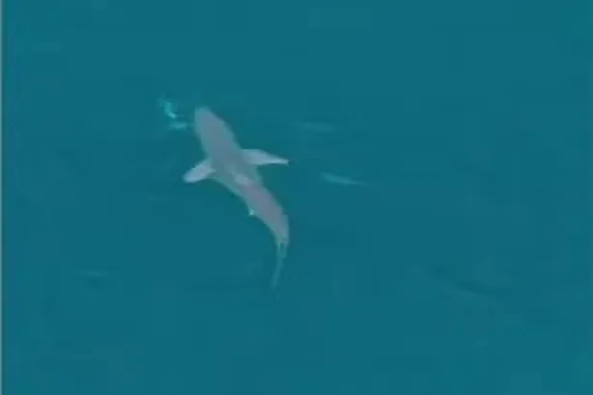 Visitante ilustre: tubarão é flagrado em alto-mar em Arraial do Cabo