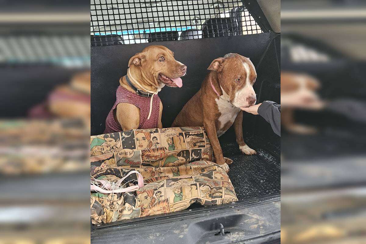 Cachorros resgatados “moram” em delegacia enquanto esperam por adoção