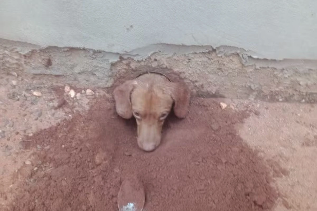 Cão tenta invadir casa com cadelas no cio, mas prende cabeça em cano