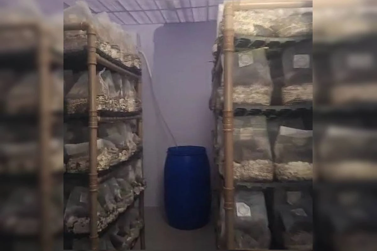 Império dos cogumelos mágicos tinha laboratório lotado de alucinógenos; veja vídeo